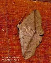 Ugia taeniata