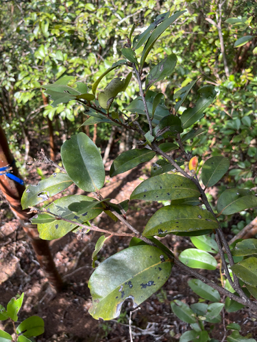 Diospyros sandwicensis observed 2026-02-05