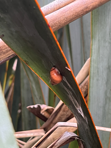 Partulina semicarinata observed 2026-02-05