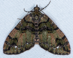 Hydriomena albifasciata