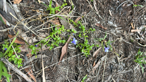Noah's false chickweed (Lindernia alsinoides)