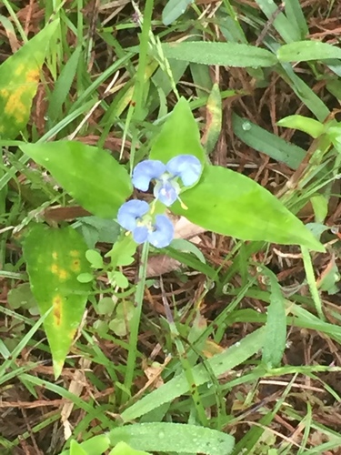 Commelina diffusa image