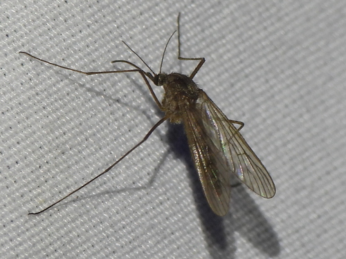 Winter Marsh Mosquito photo 5