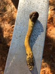 Tolypocladium capitatum