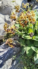 Large-Flowered Forget-Me-Not (Myosotis macrantha)