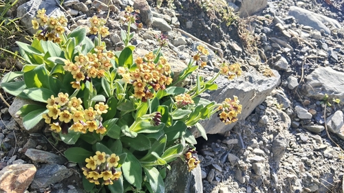 Myosotis macrantha, photograph 2