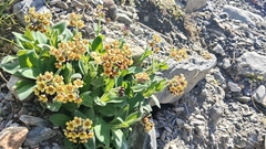 Myosotis macrantha, photograph (c) John Barkla, some rights reserved (CC BY)