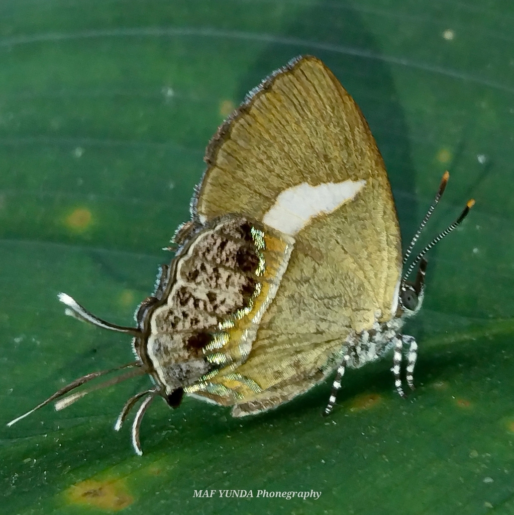 Horaga selina (Horaga selina)