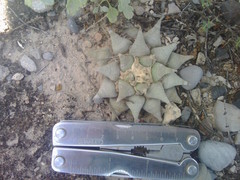 Ariocarpus retusus retusus