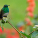Snowy-bellied Hummingbird - Photo (c) Drriss, some rights reserved (CC BY-NC-SA)