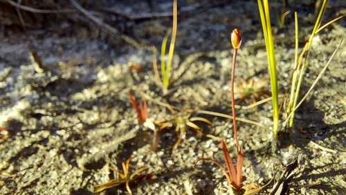 Savannah Yellow-eyed Grass (Xyris flabelliformis)
