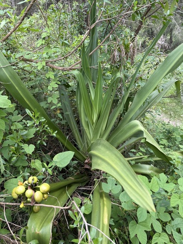 mangrove lily (Crinum pedunculatum)