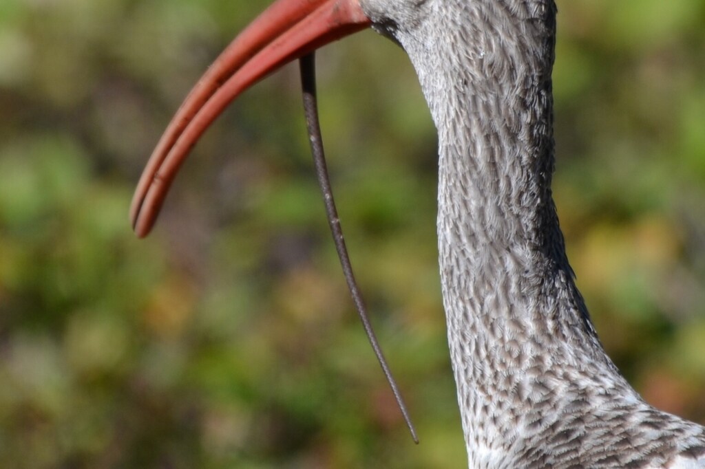 Everglades Racer from Richmond West, FL, USA on February 6, 2026 at 02: ...