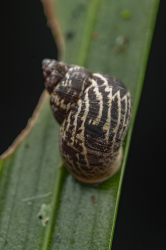 Omphalotropis observed 2026-01-02