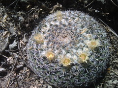 Mammillaria chionocephala