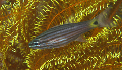 Cheilodipterus intermedius