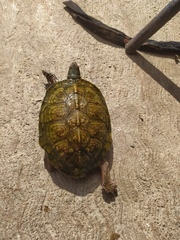 Rhinoclemmys pulcherrima pulcherrima