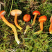 Hourglass Waxcap - Photo (c) Peter Russell, some rights reserved (CC BY-NC), uploaded by Peter Russell