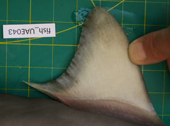 Carcharhinus dussumieri