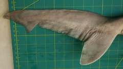 Carcharhinus dussumieri