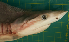 Carcharhinus dussumieri