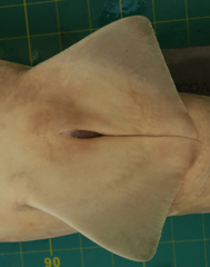 Carcharhinus dussumieri