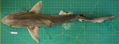 Carcharhinus dussumieri