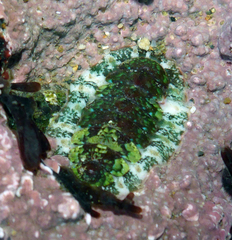 Dendrochiton flectens