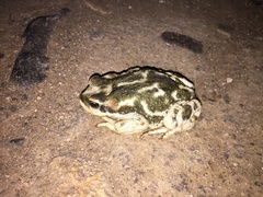 Rhinella atacamensis