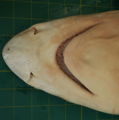 Carcharhinus dussumieri