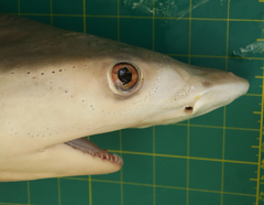 Carcharhinus dussumieri