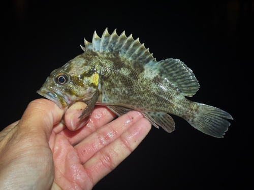 Grass rockfish (Sebastes rastrelliger) — Sebastidae — 4