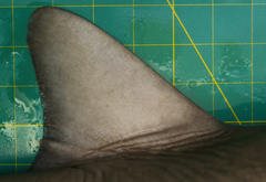 Carcharhinus dussumieri