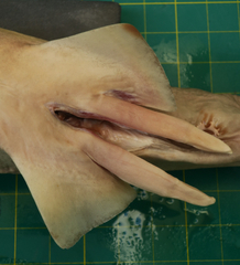 Carcharhinus dussumieri