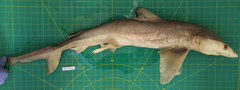 Carcharhinus dussumieri