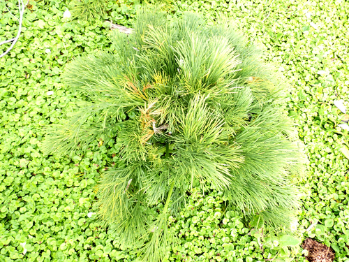Aciphylla dieffenbachii, photograph 3