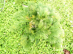 Aciphylla dieffenbachii, photograph author not stated, no rights reserved