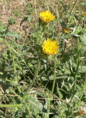 Asteraceae