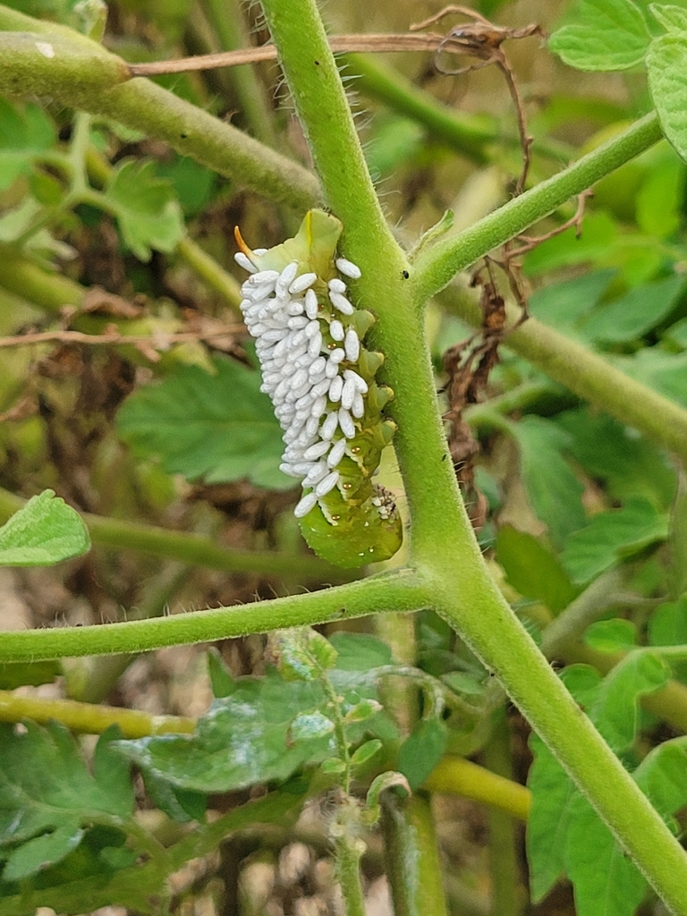 Hornworm Parasitoid Wasp Bracovirus from Edmonston Rd & Pontiac St ...
