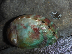 Haliotis walallensis