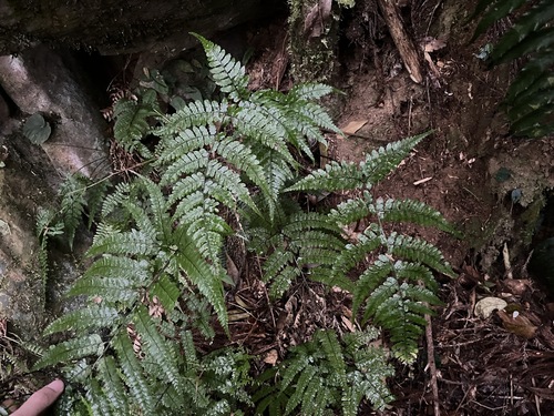 Athyrium vidalii iNat (2)