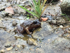 Eupsophus emiliopugini