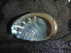 Haliotis walallensis