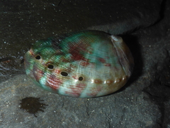 Haliotis walallensis