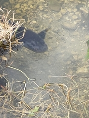 Channa aurolineata