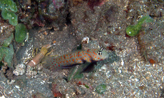 Amblyeleotris guttata