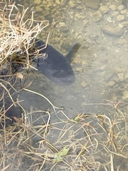 Channa aurolineata