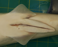 Rhizoprionodon oligolinx