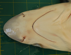 Rhizoprionodon oligolinx