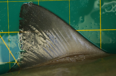 Rhizoprionodon oligolinx